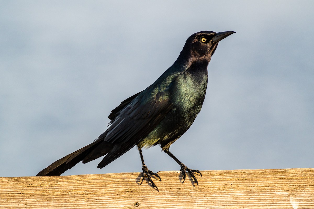Boat-tailed Grackle - ML615805161