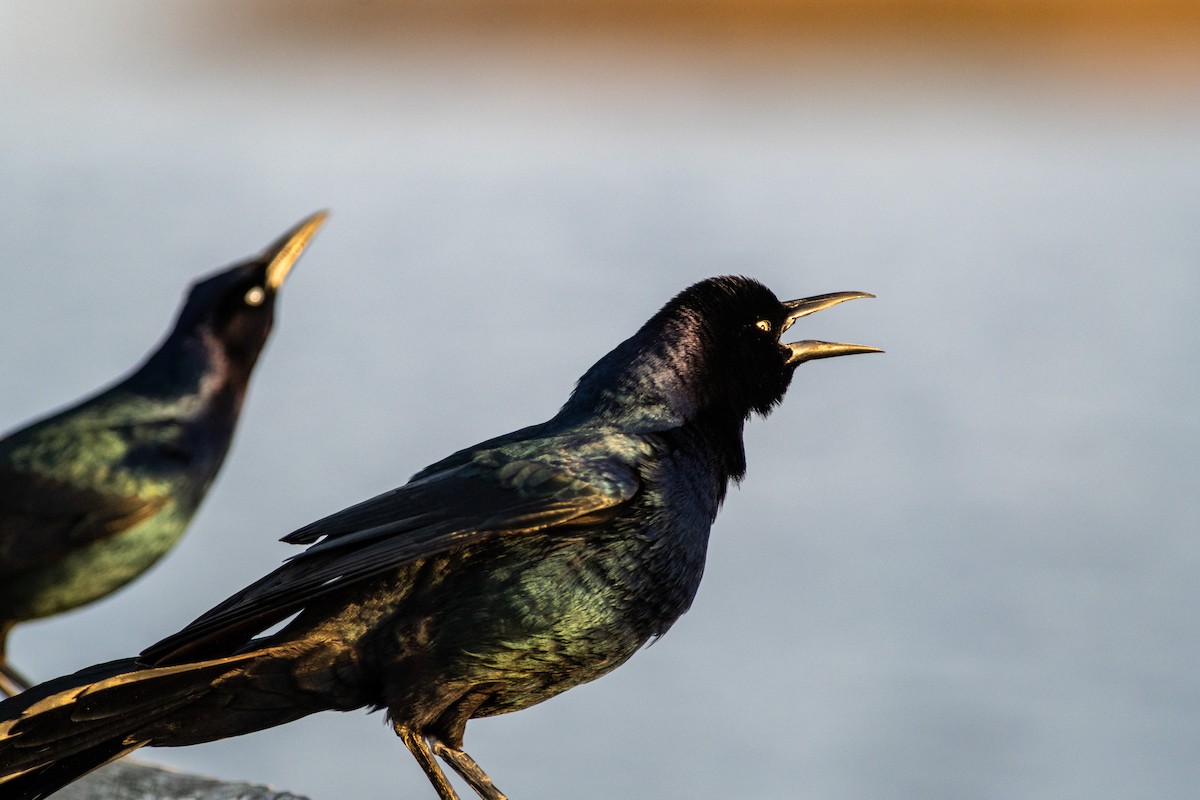 Boat-tailed Grackle - ML615805162