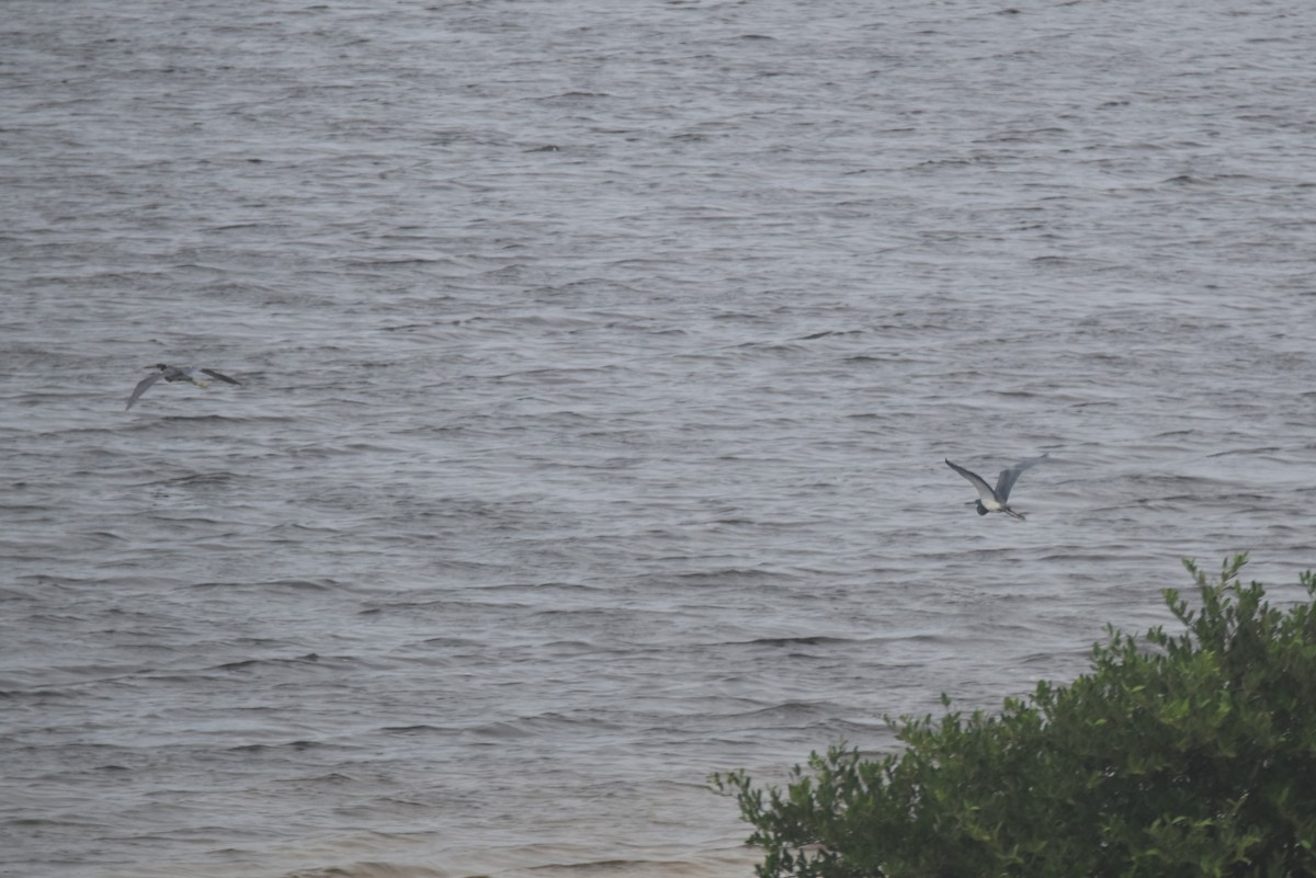 Tricolored Heron - ML615805172