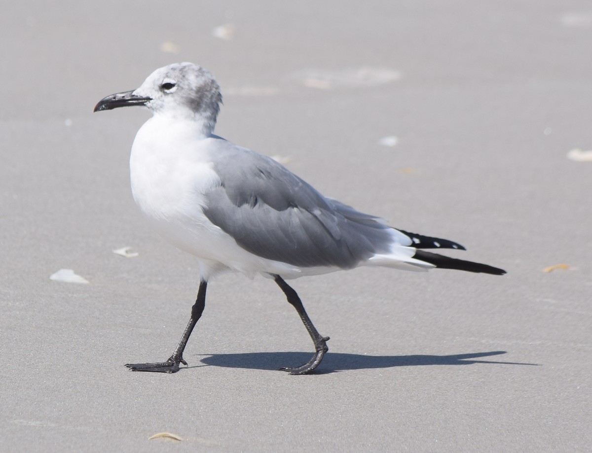 Laughing Gull - ML615805178