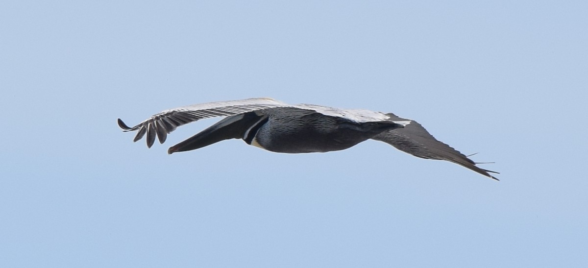 Brown Pelican - ML615805190