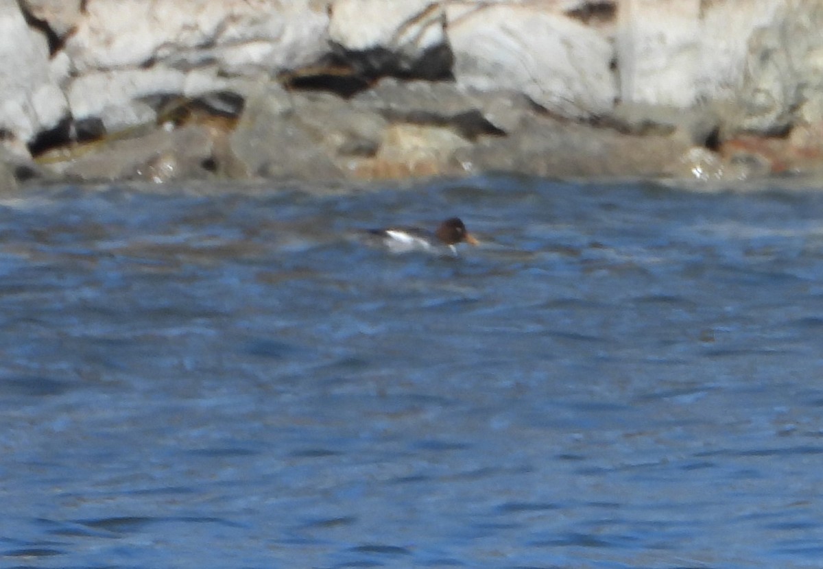 Barrow's Goldeneye - ML615805205