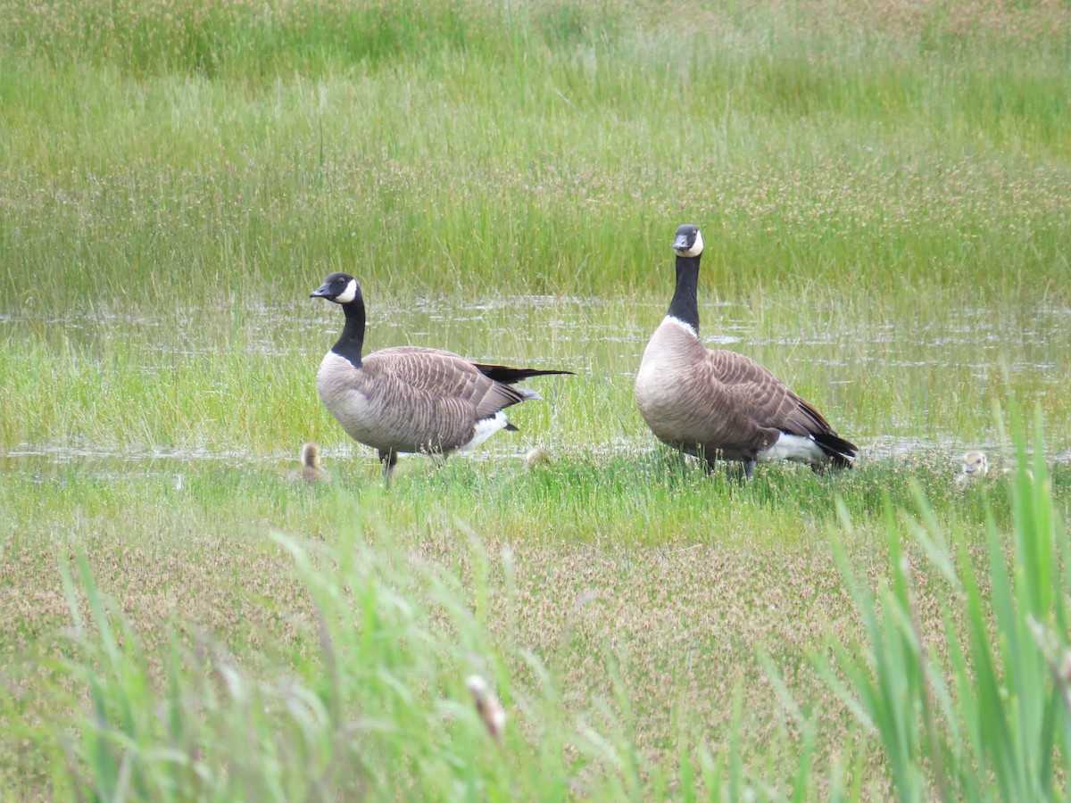 Cackling/Canada Goose - Anonymous