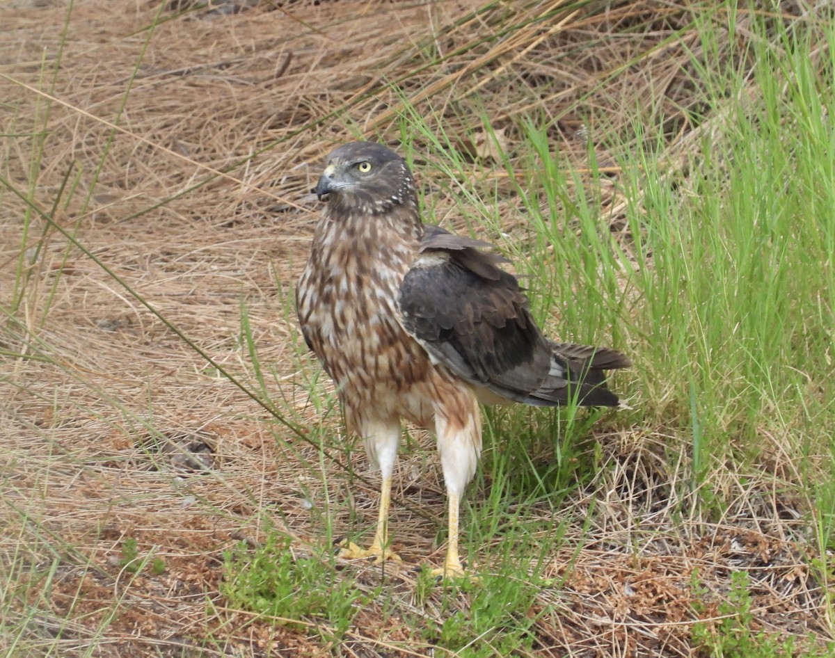 Swamp Harrier - ML615805230