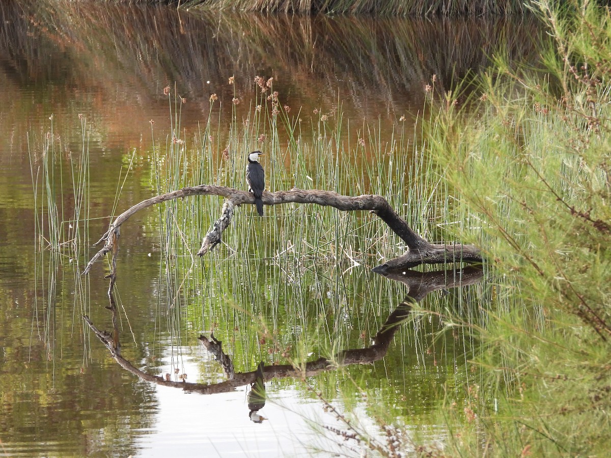 Little Pied Cormorant - ML615805256