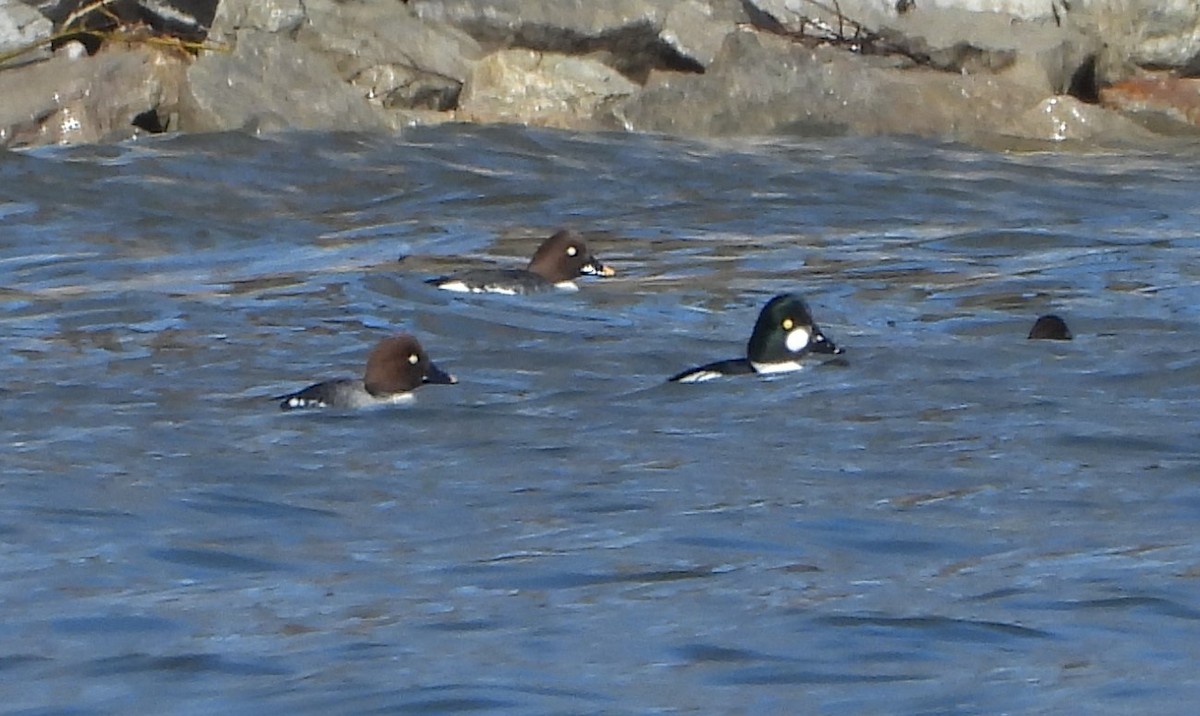 Barrow's Goldeneye - ML615805273