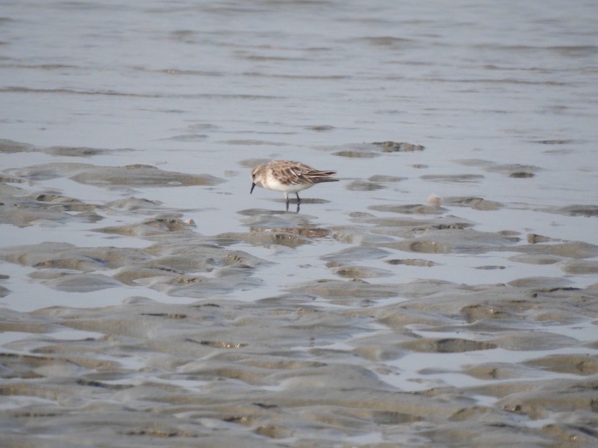 Rotkehl-Strandläufer - ML615805360