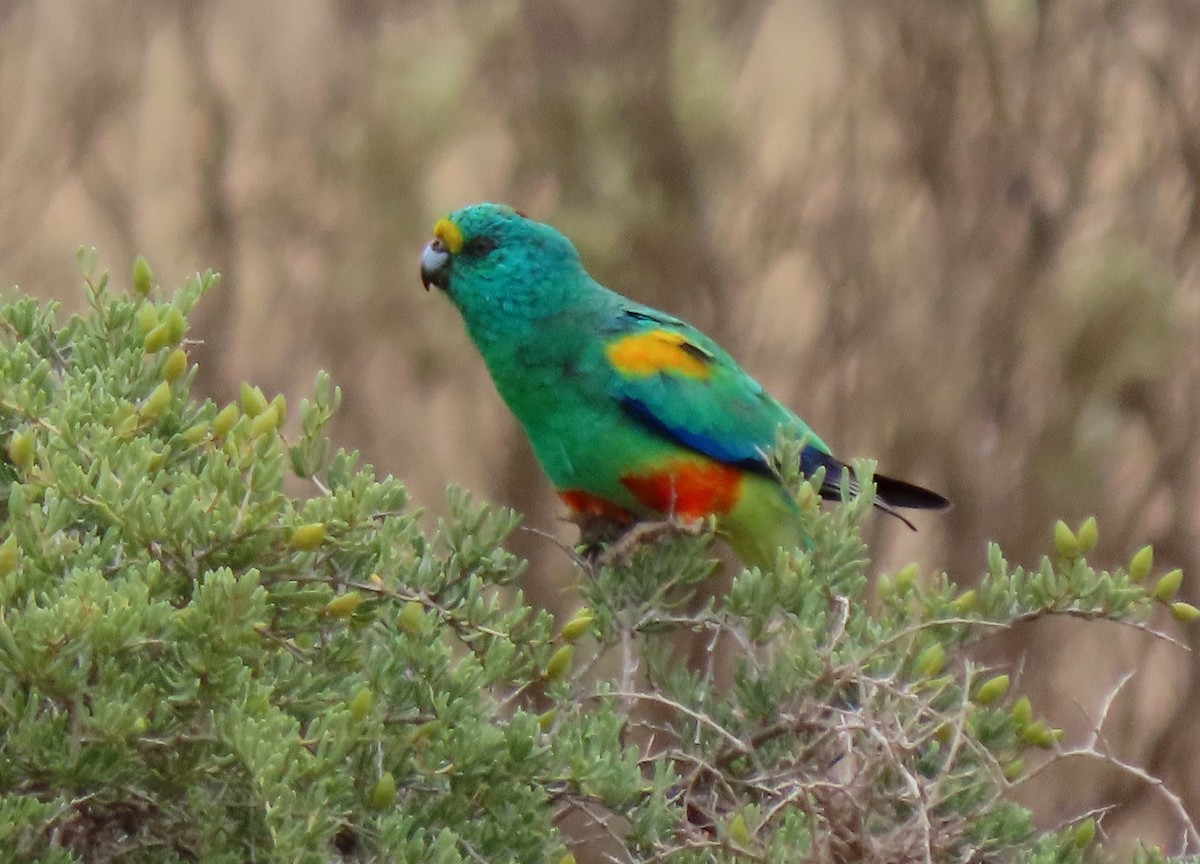 Mulga Parrot - Peter J. Taylor