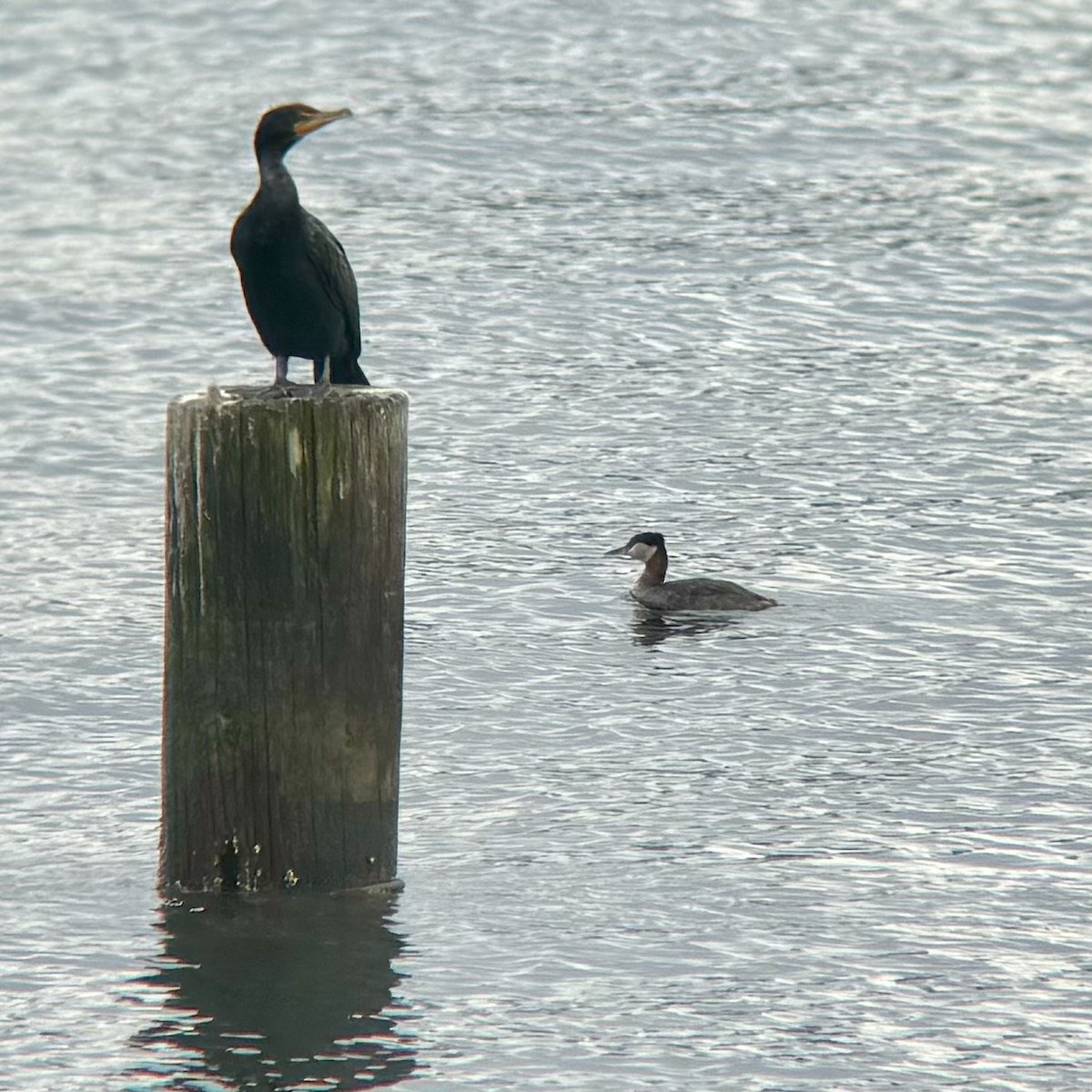 Red-necked Grebe - ML615805410