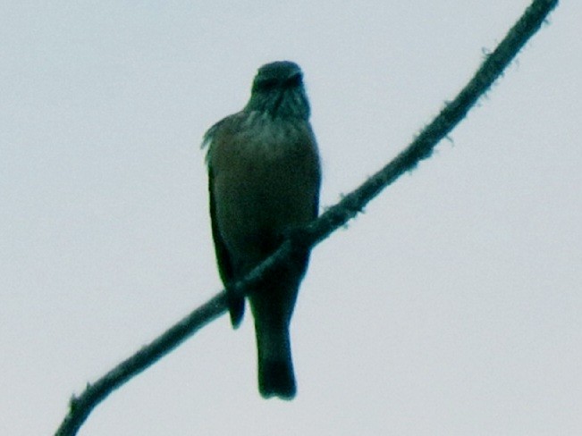 Streak-throated Bush-Tyrant - ML615805412