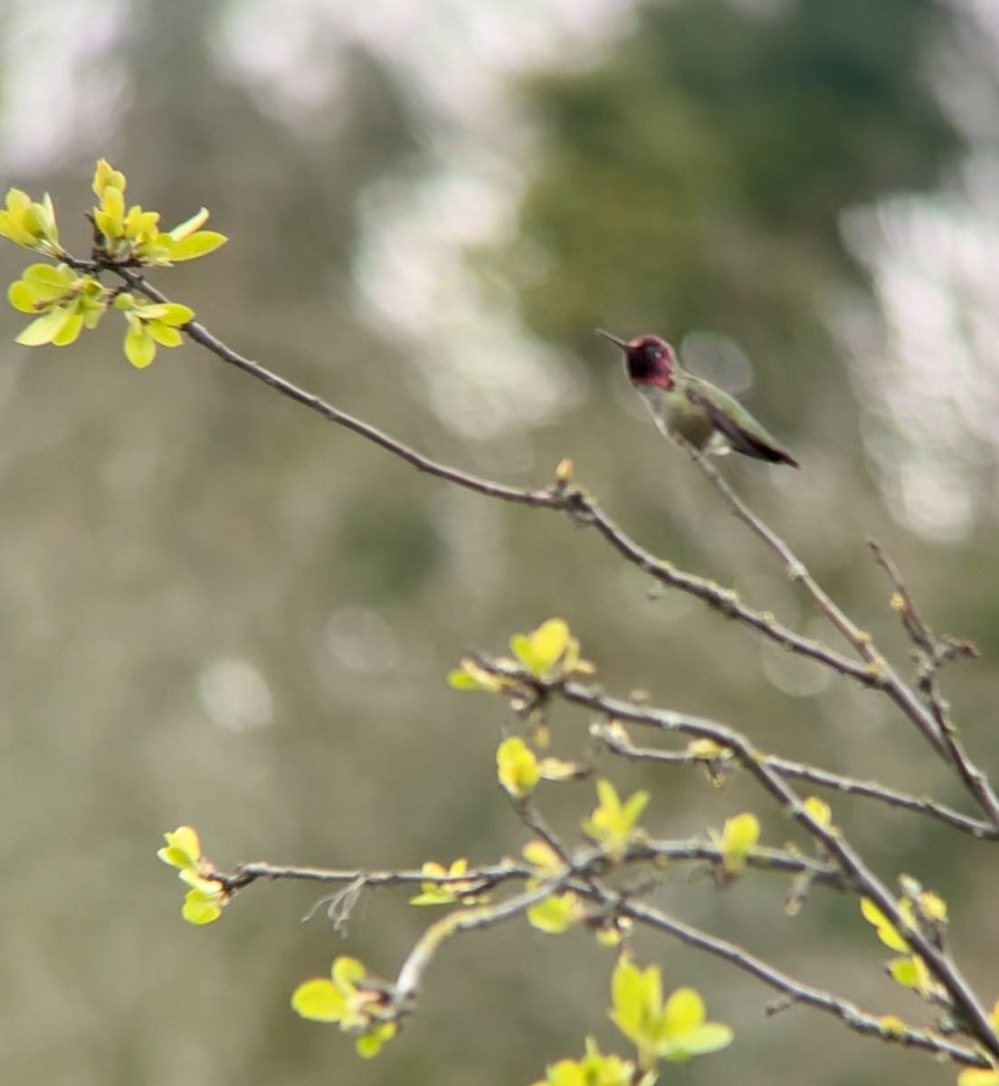 Anna's Hummingbird - ML615805415