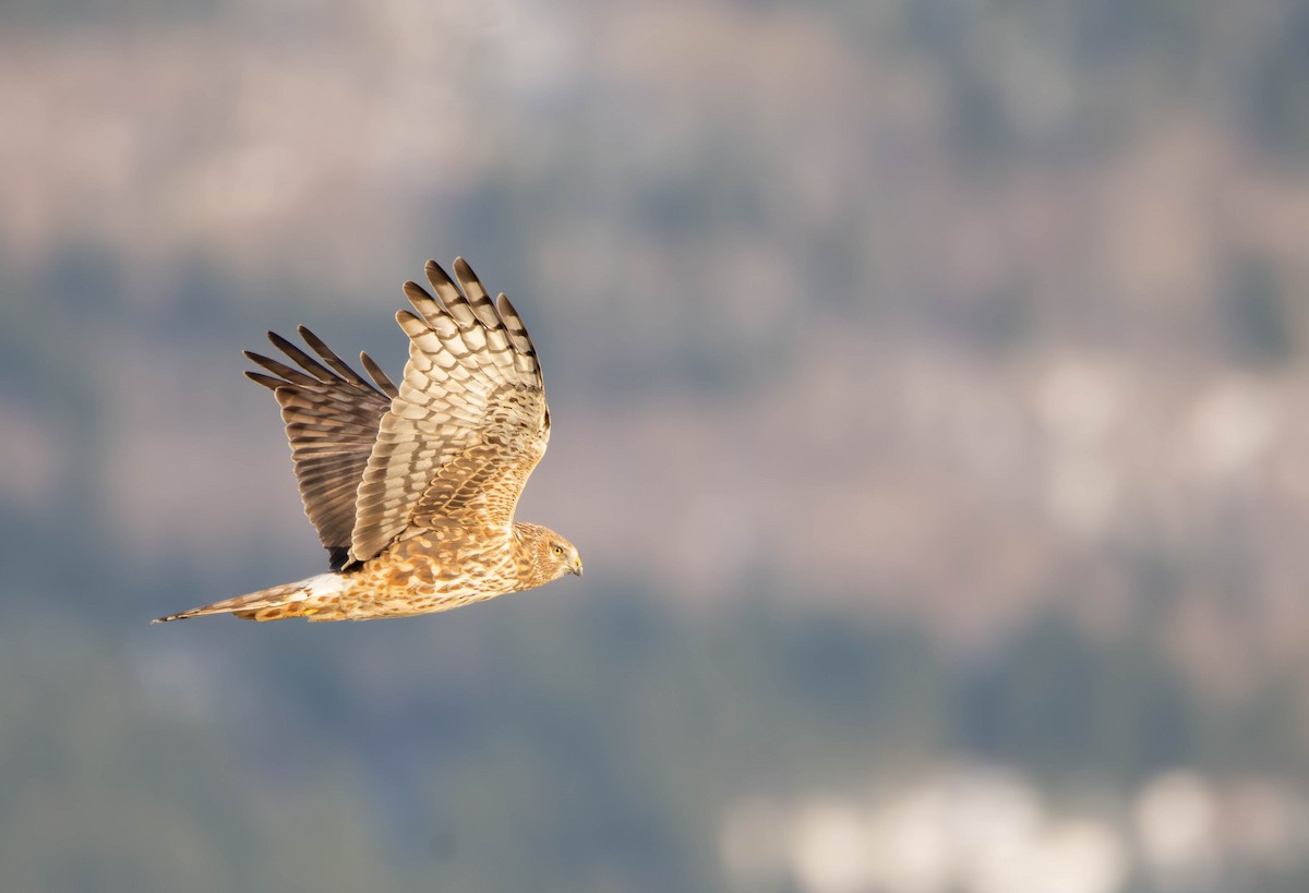 Northern Harrier - ML615805473