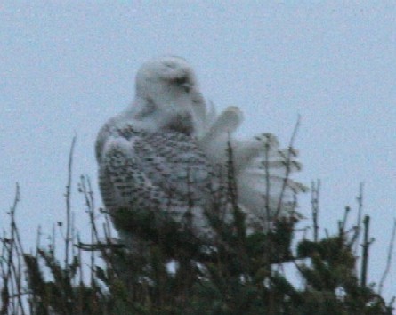 Snowy Owl - ML615805488