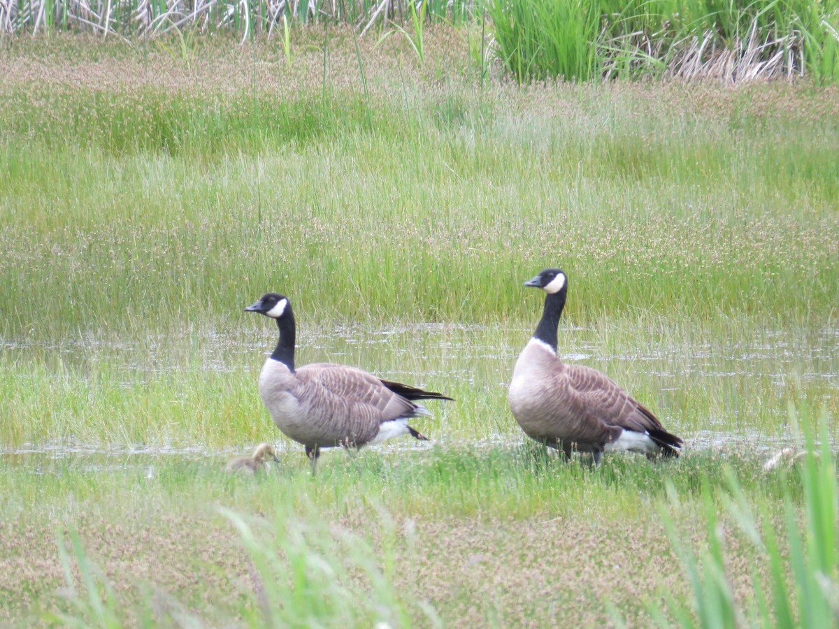 Cackling/Canada Goose - Anonymous