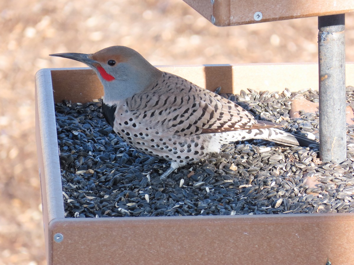 Northern Flicker (Red-shafted) - ML615805570
