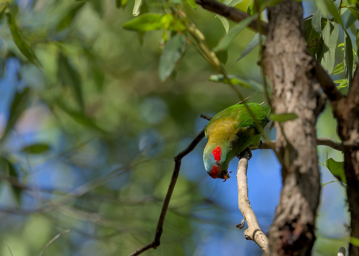 Musk Lorikeet - Lucy Coleman