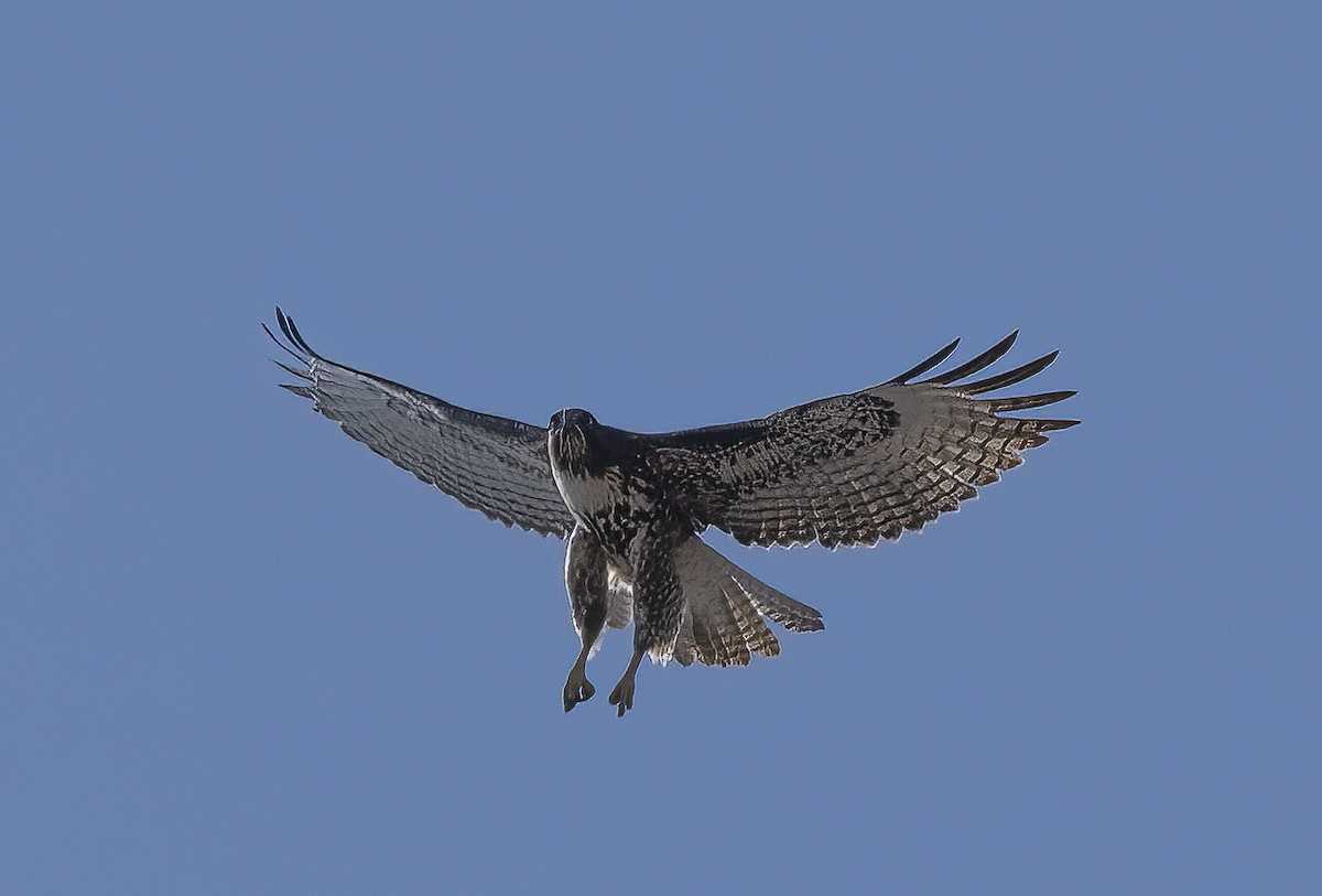 Red-tailed Hawk - ML615805654