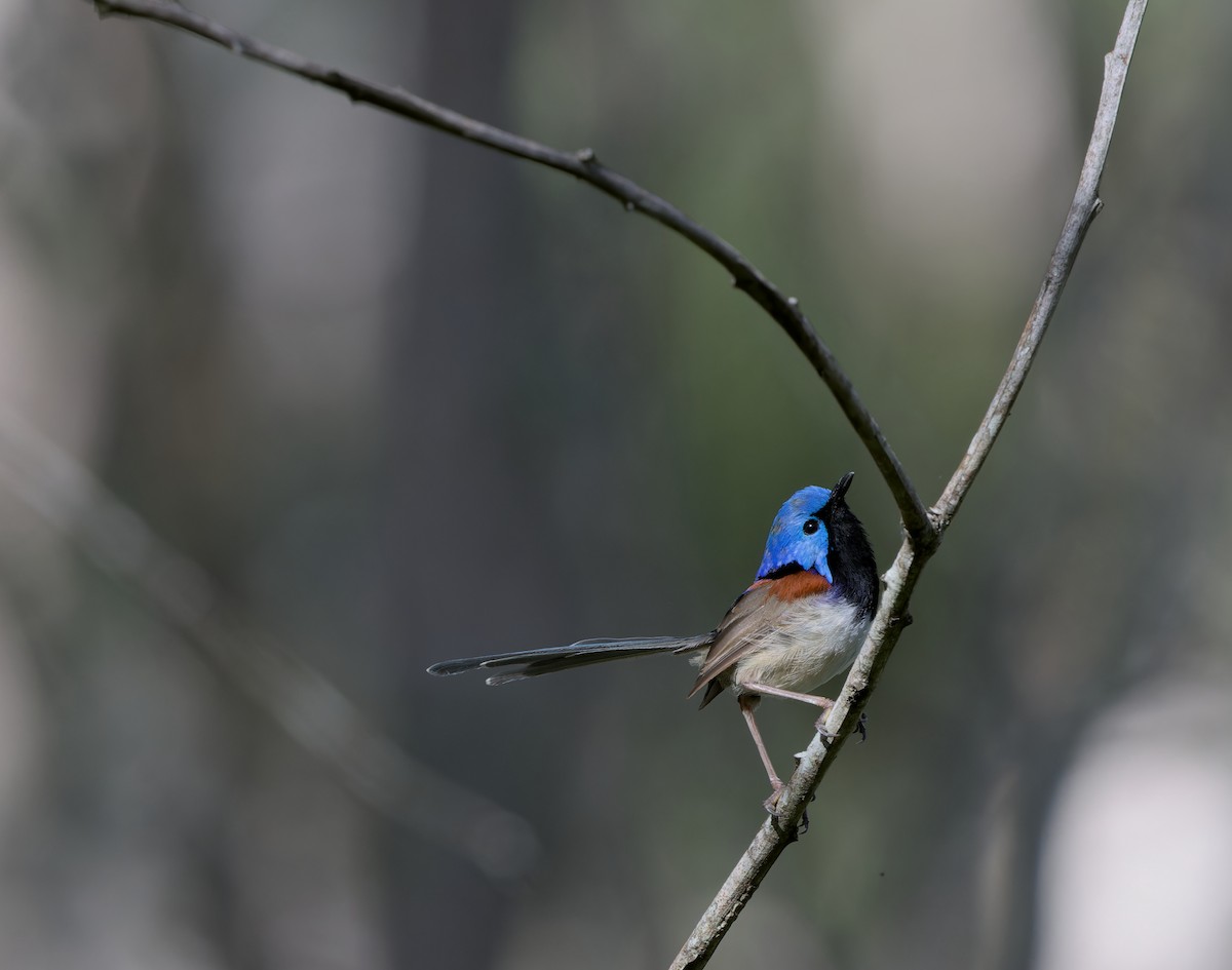 Variegated Fairywren - Lucy Coleman