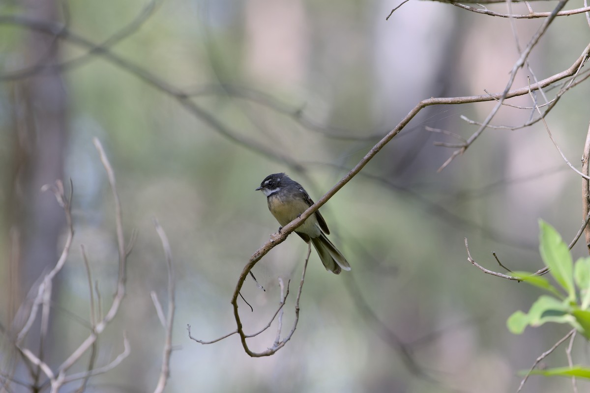 Gray Fantail - Lucy Coleman