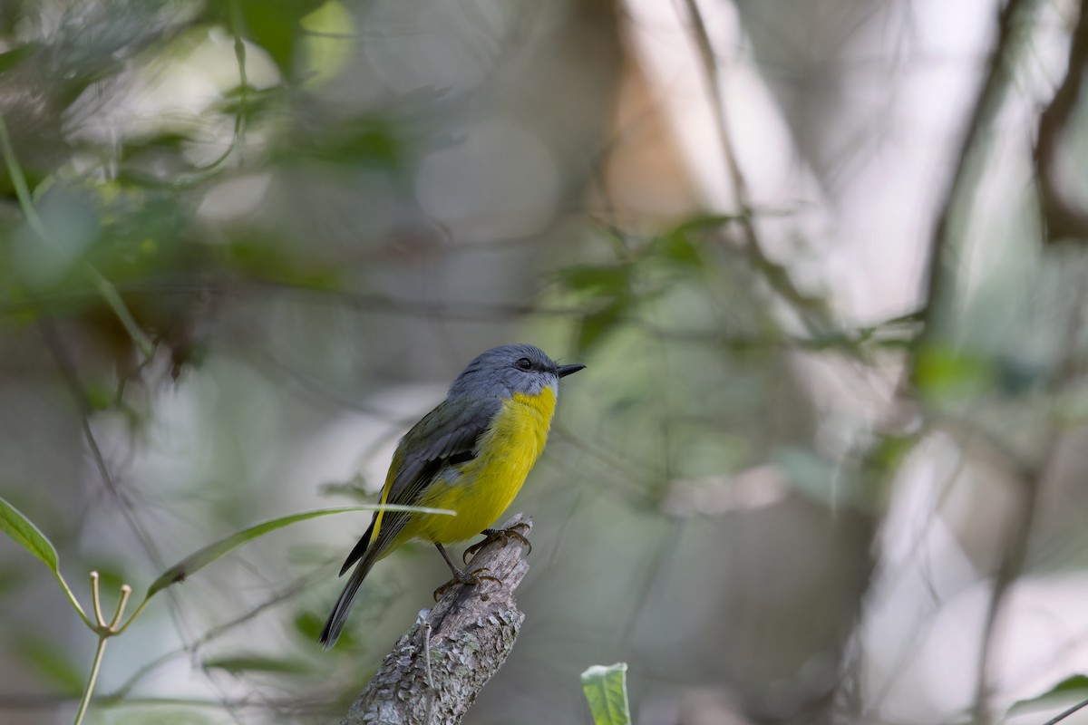 Eastern Yellow Robin - Lucy Coleman
