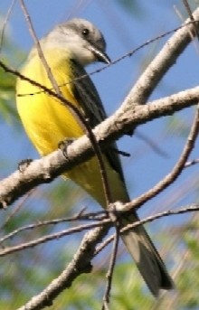 Couch's Kingbird - Chris Conard