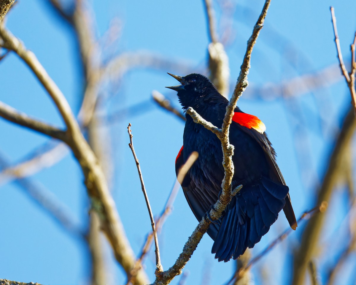 Red-winged Blackbird - Ruogu Li