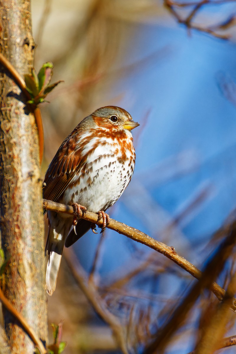 Fox Sparrow - ML615805816