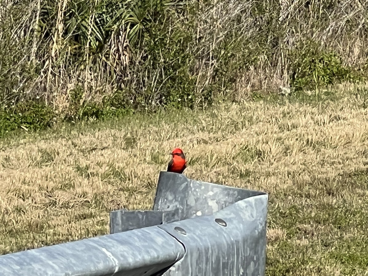 Vermilion Flycatcher - Graham Williams