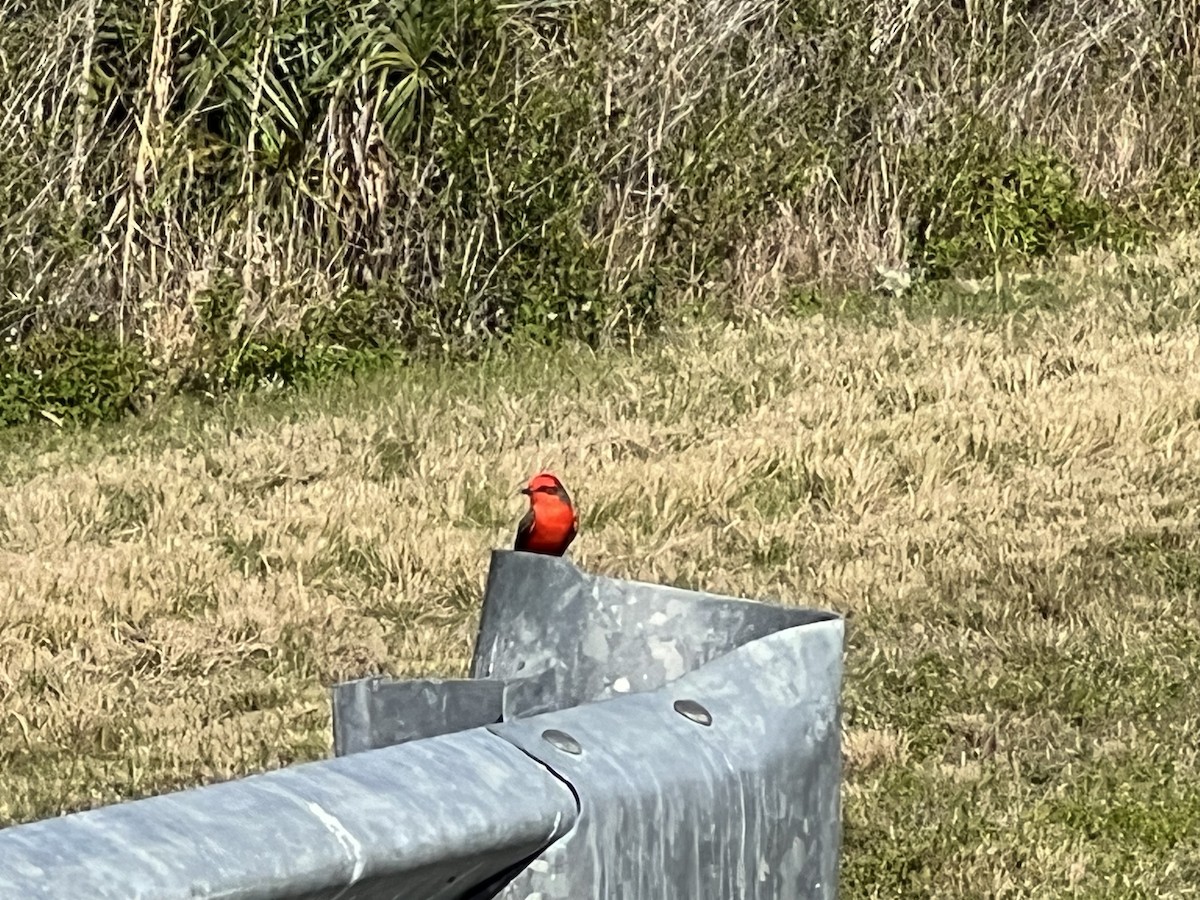 Vermilion Flycatcher - ML615805822