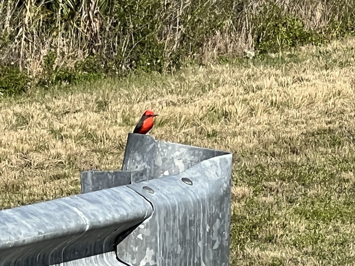 Vermilion Flycatcher - Graham Williams