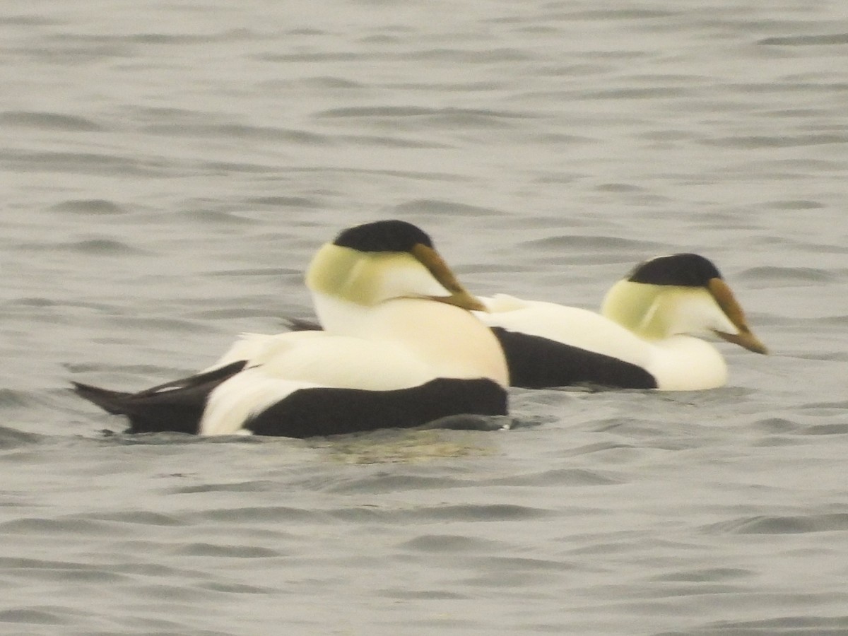 Common Eider - ML615805859