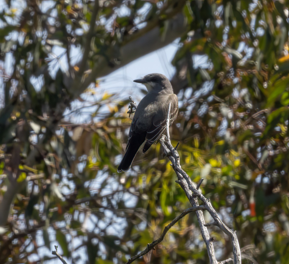 Cassin's Kingbird - ML615805865