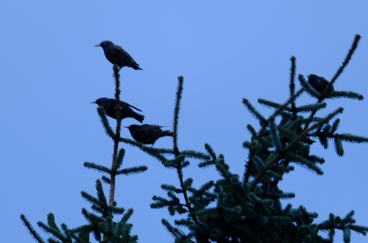 European Starling - Klaus Bielefeldt