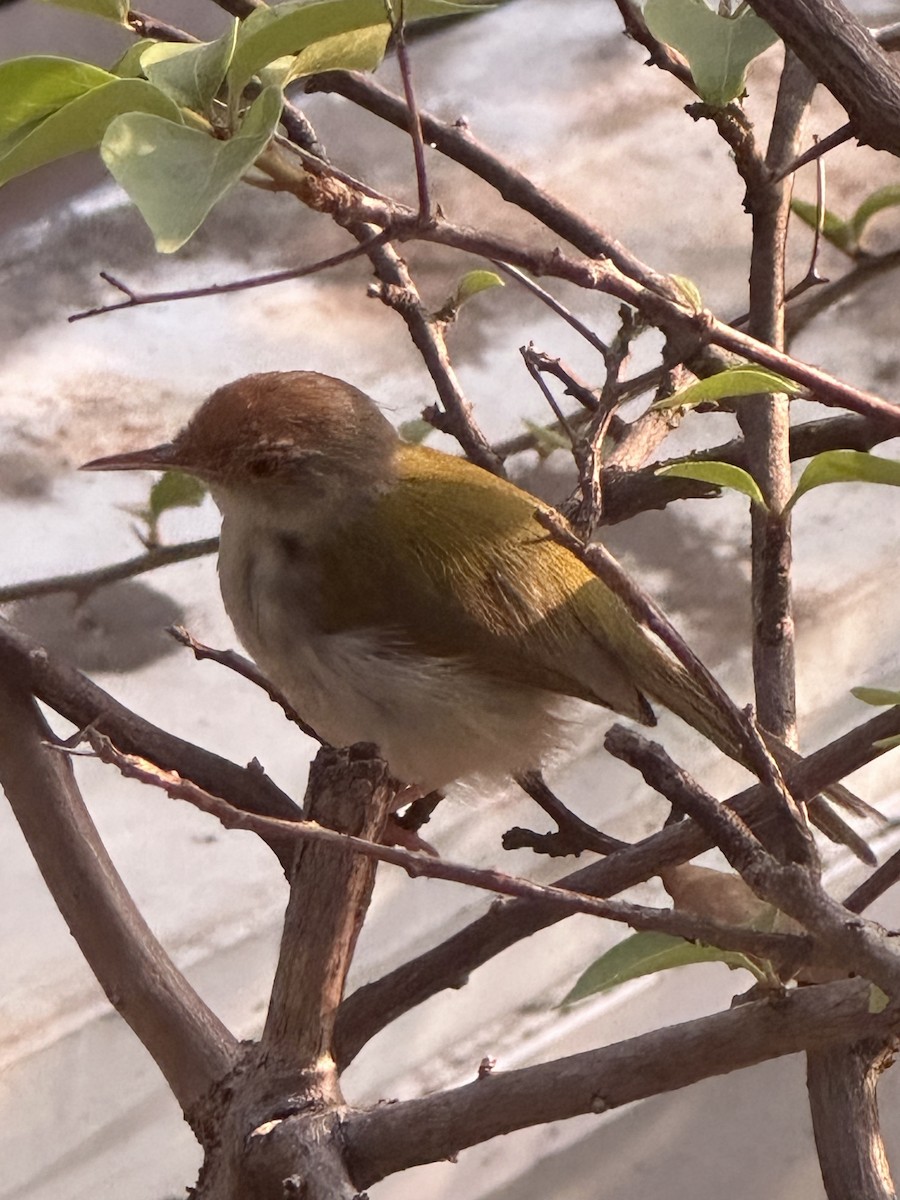 Common Tailorbird - ML615805902