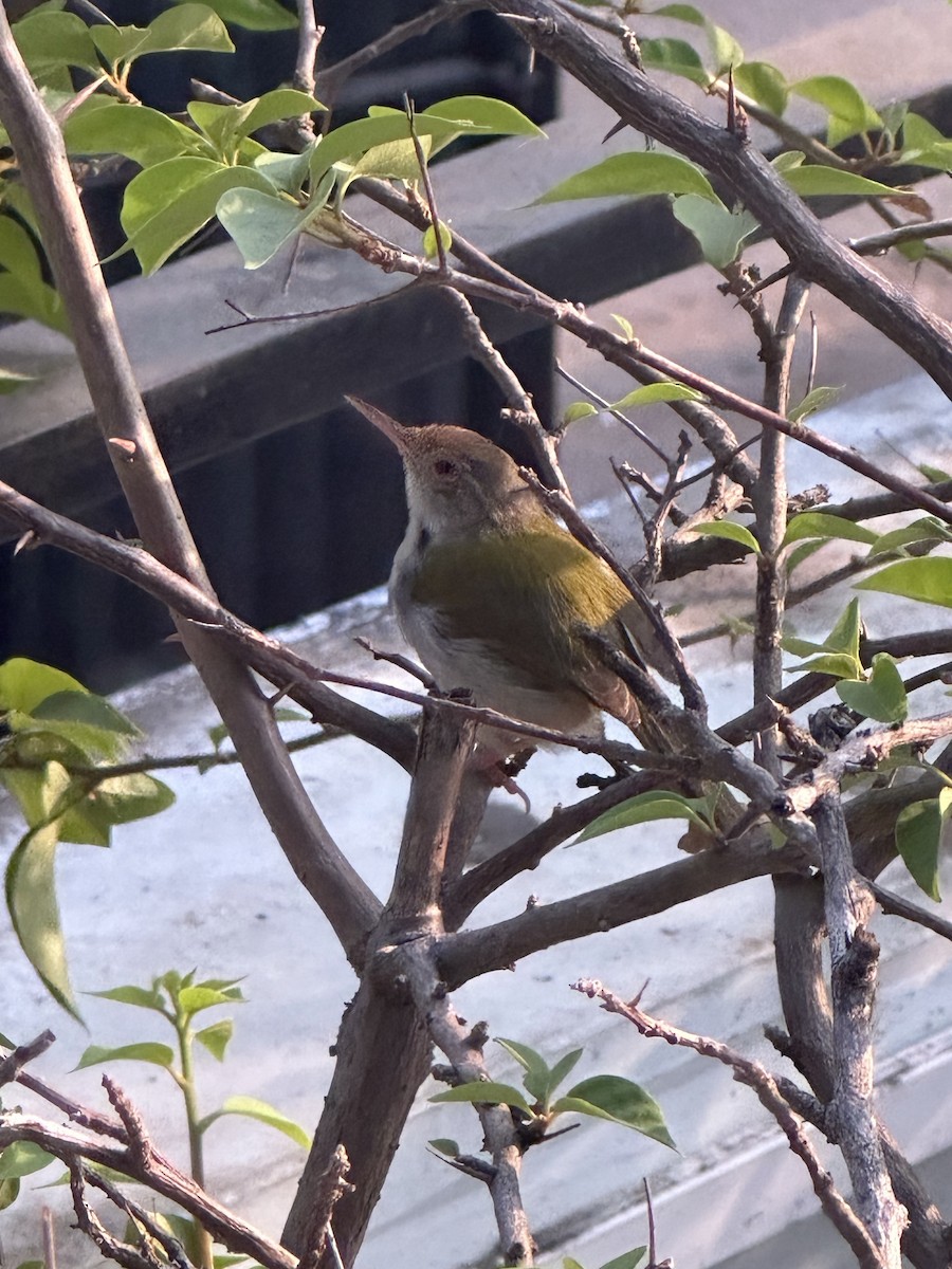 Common Tailorbird - ML615805903