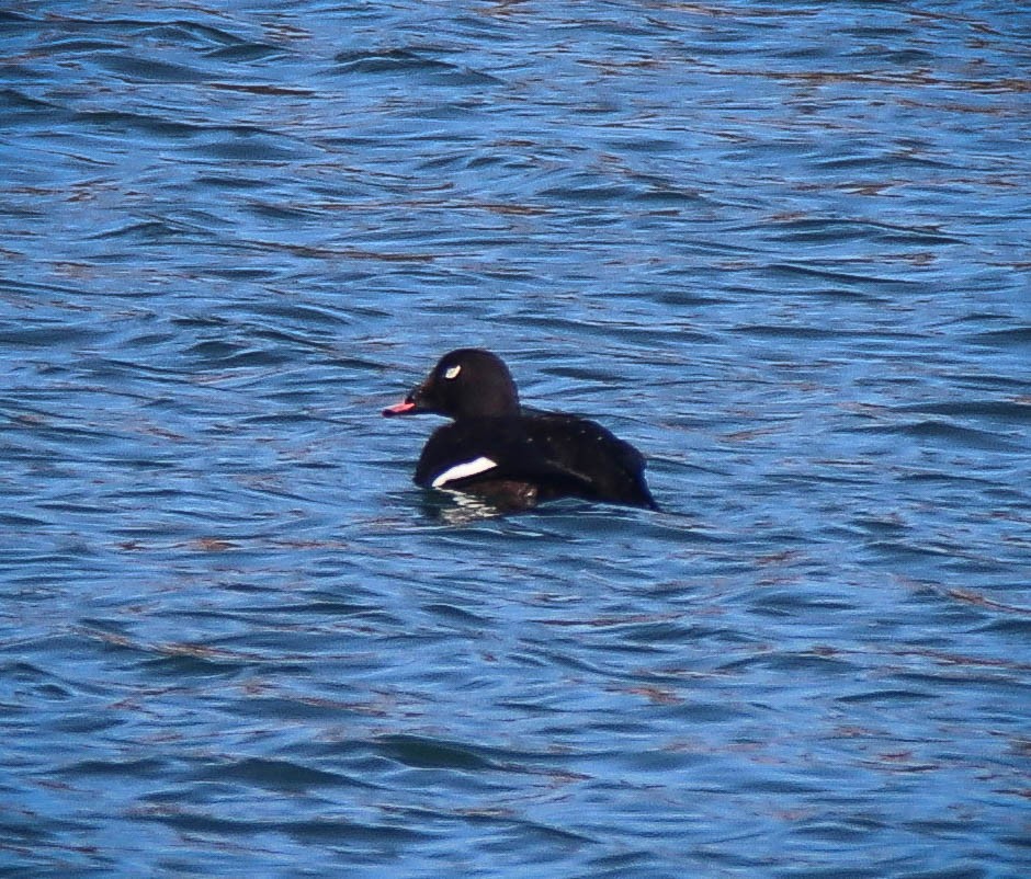 White-winged Scoter - ML615805918