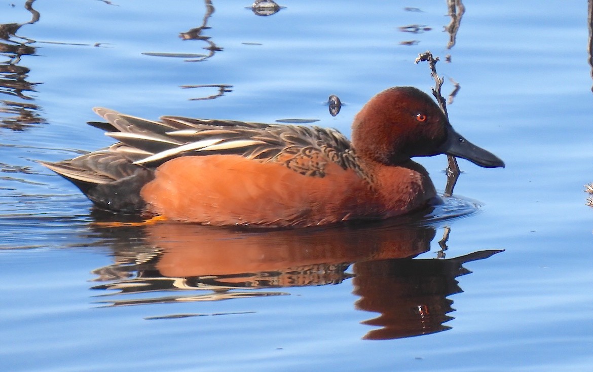 Cinnamon Teal - ML615805931