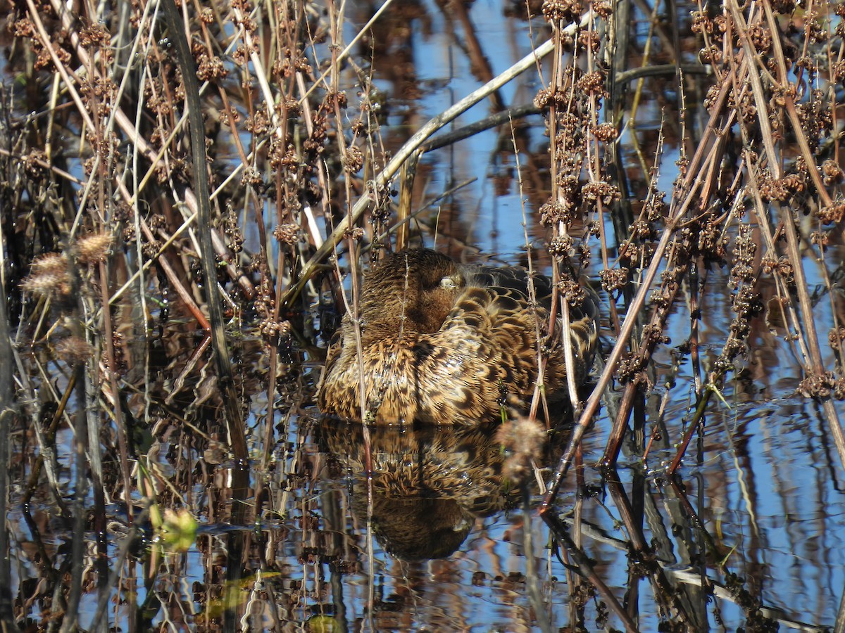 Cinnamon Teal - ML615805936