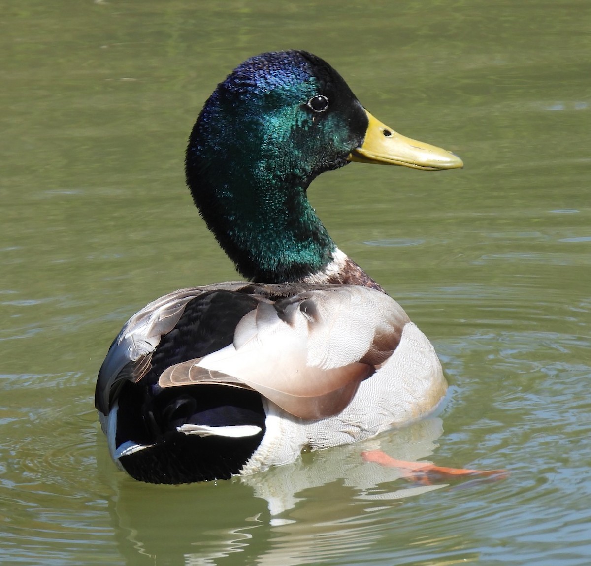 Mallard - ML615805942