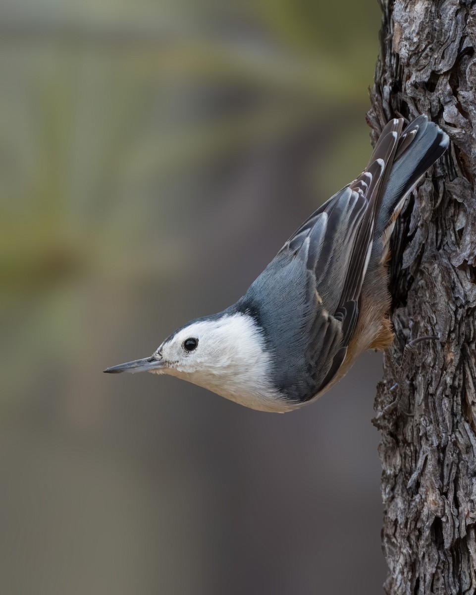 White-breasted Nuthatch - ML615805997