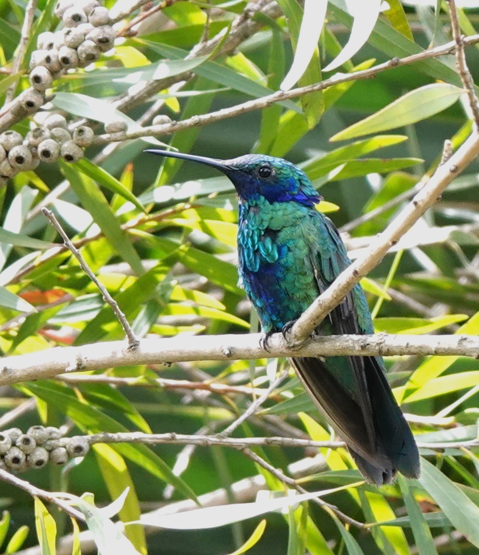 kolibřík modrolící - ML615806011