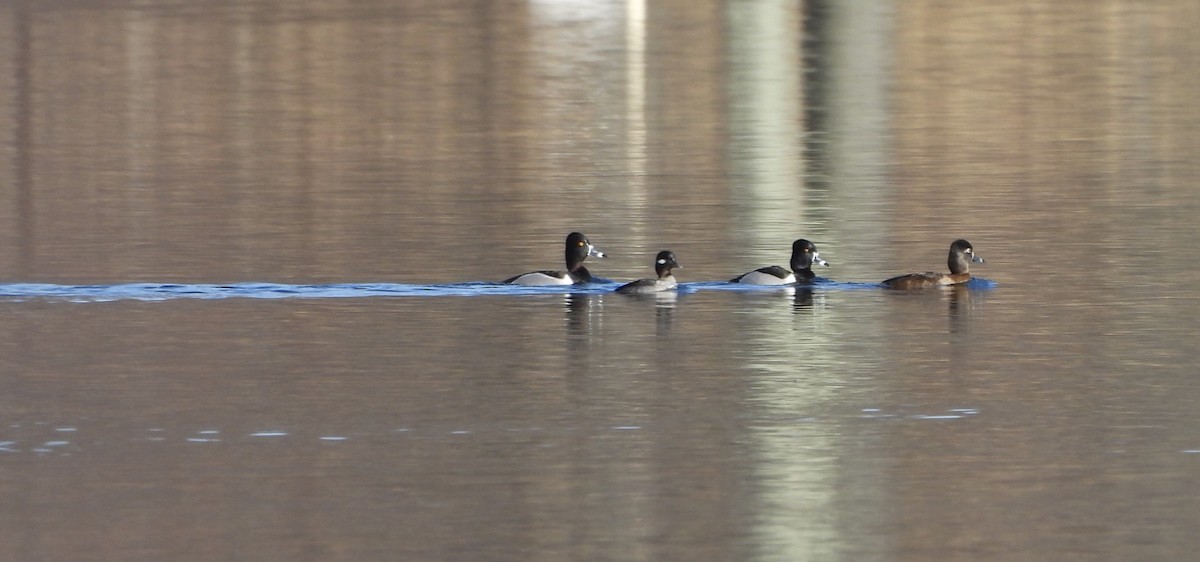 Ring-necked Duck - ML615806013