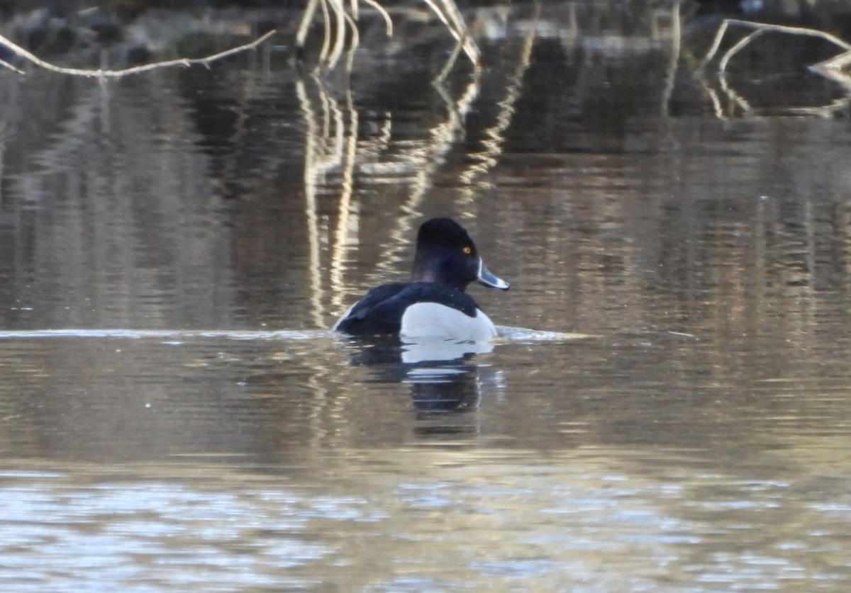 Ring-necked Duck - ML615806033