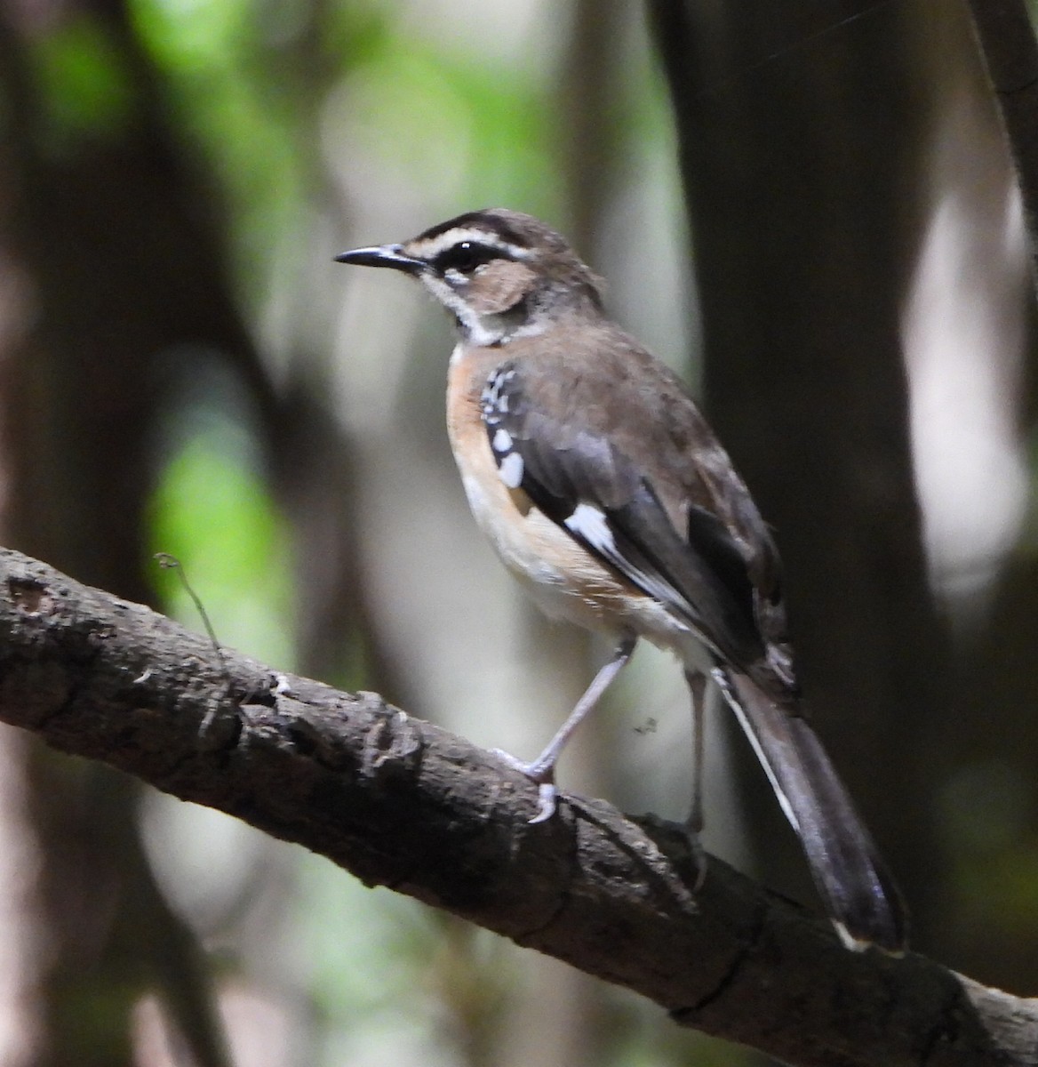 Bearded Scrub-Robin - ML615806035