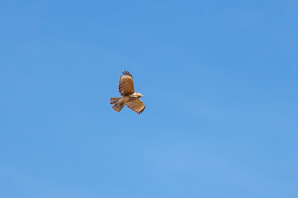 Red-shouldered Hawk - Leena M