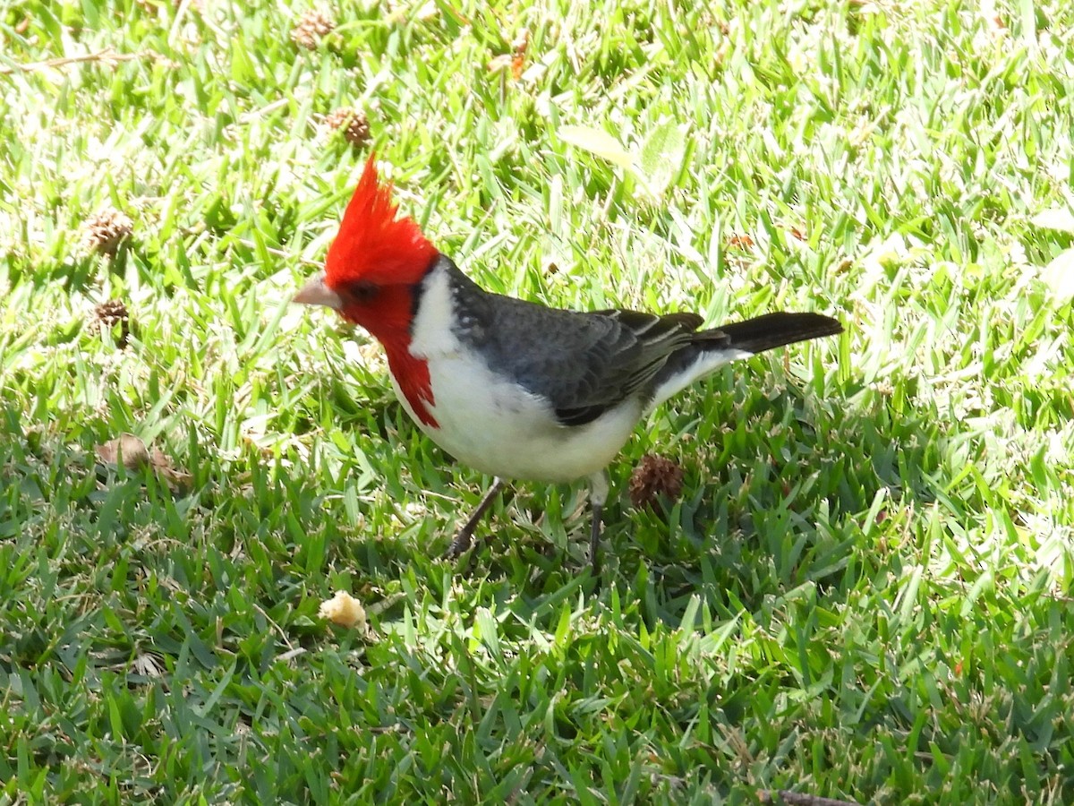Red-crested Cardinal - Gordon Payne