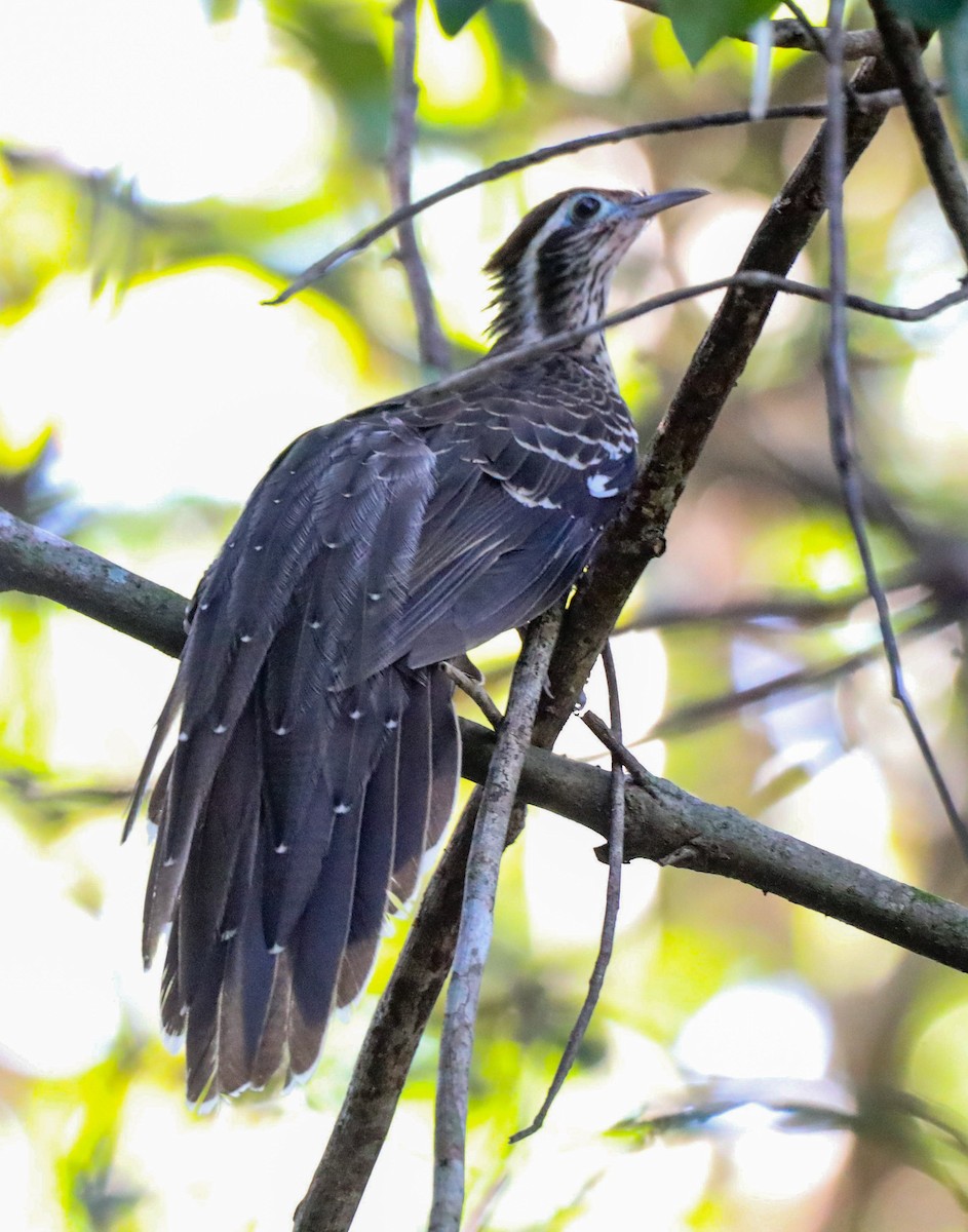 Pheasant Cuckoo - ML615806049