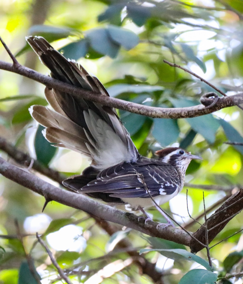 Pheasant Cuckoo - ML615806050