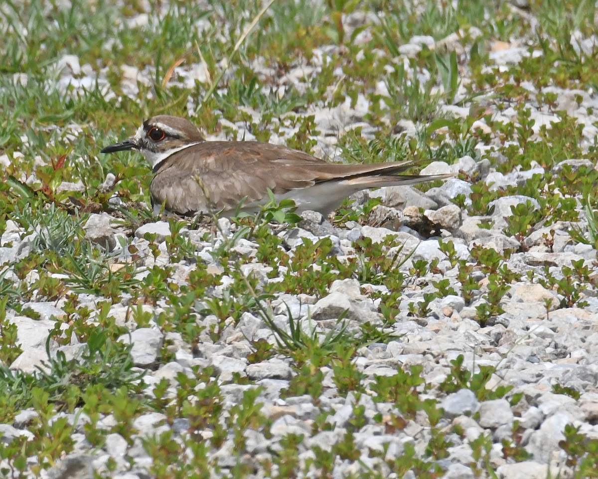 Killdeer - ML615806061