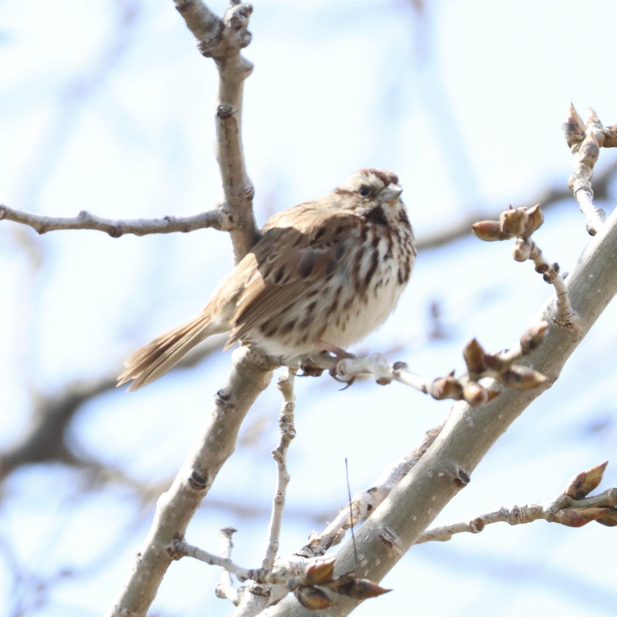 Song Sparrow - ML615806086